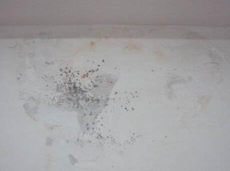 墻面發(fā)霉發(fā)黑怎么辦？