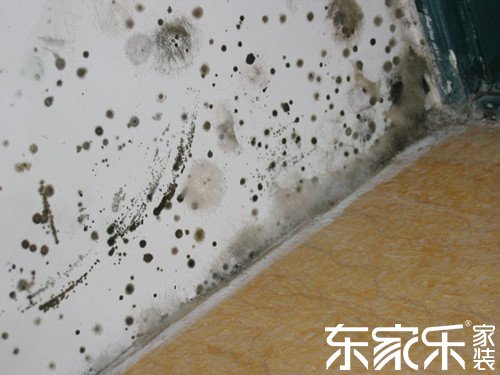 墻面為什么發(fā)霉？